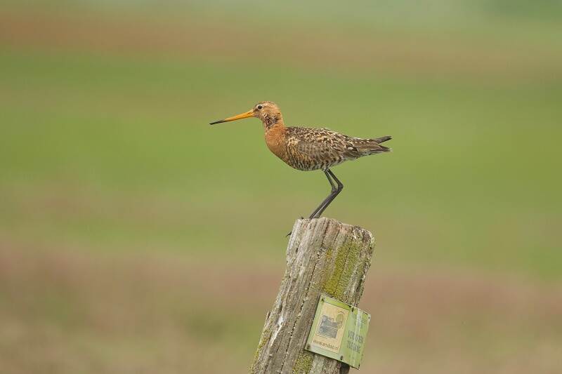 Cover rapport Weidevogels