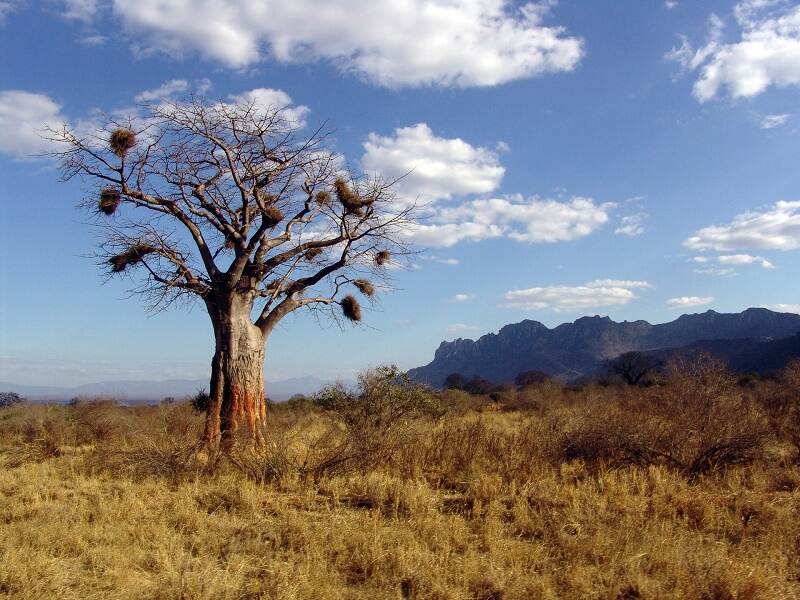 Baobab boom